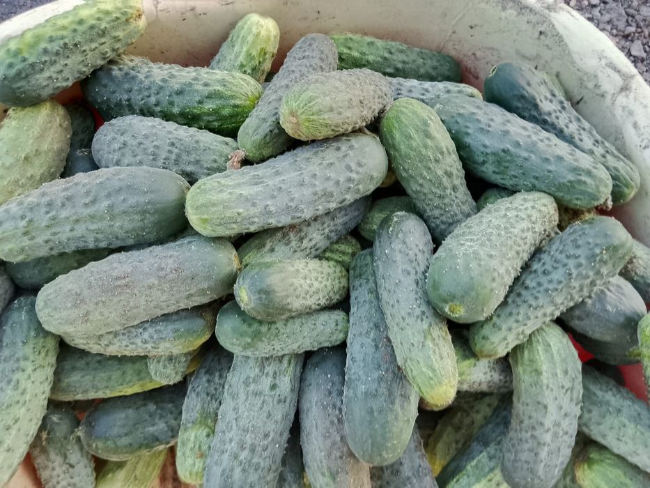 Продам домашние огурцы