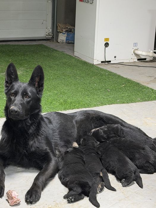 Продам щенков немецкой овчарки