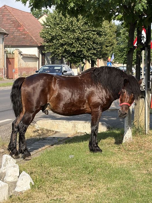 Vând Cal castrat