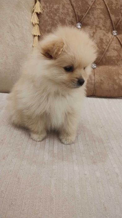 Продава порода немски шпиц