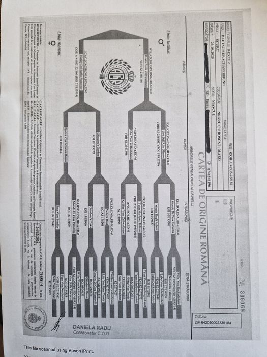 Ciobanesc german pui(mascul)