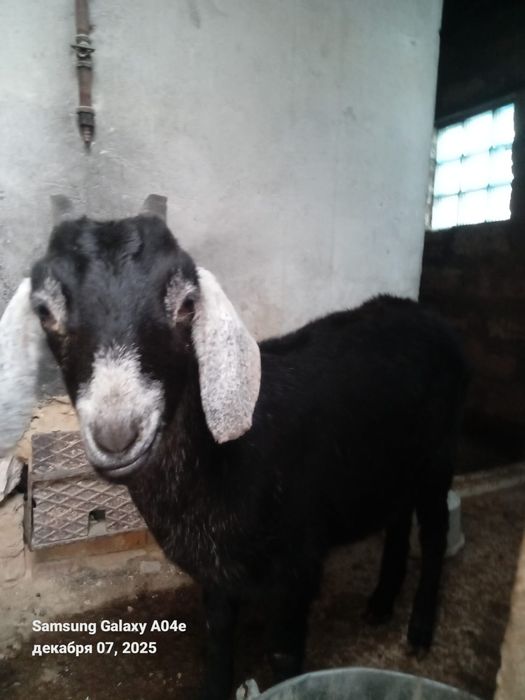 Альпи ешкілер сатылад