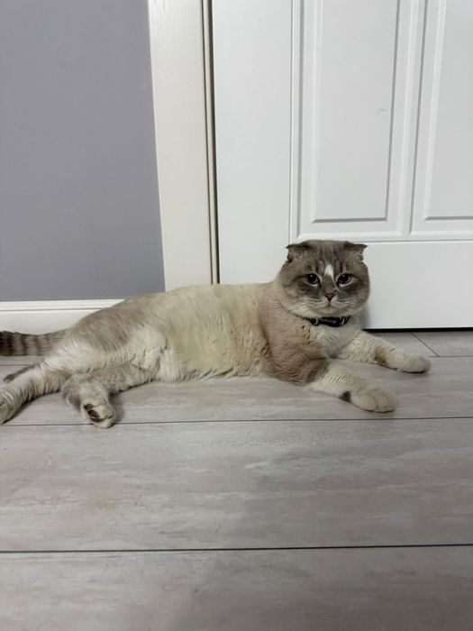 Кот ищет себе девушку