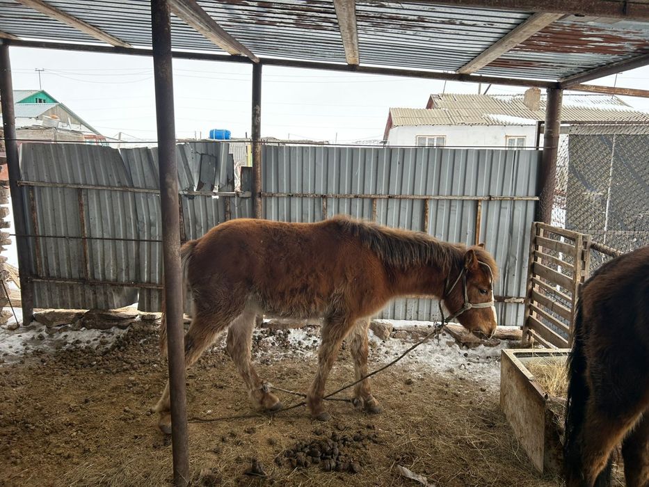 Тай Құнаннан Дөнен шығар сатылады