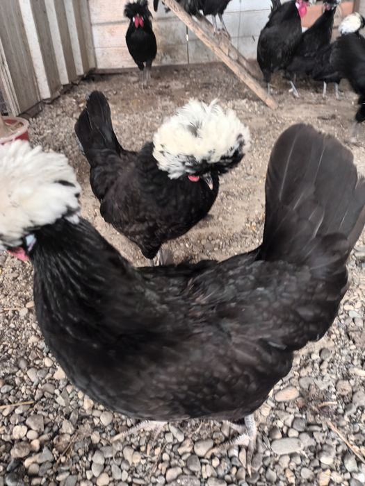 Puisori Motata  Olandeza