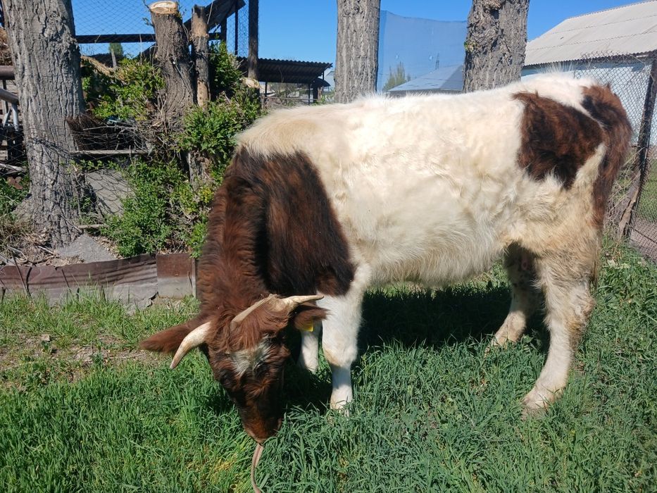 Сатылады бағасы 650000