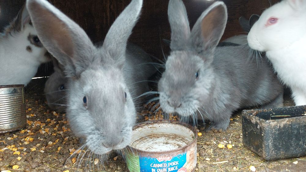 Vand iepurași albastrii