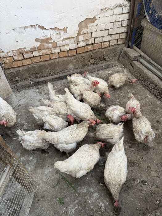 Продам   курицу.