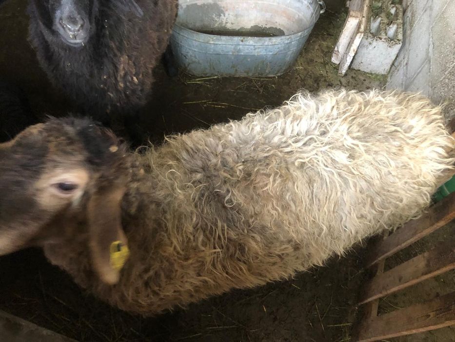 Қозылы қойлар сатылады