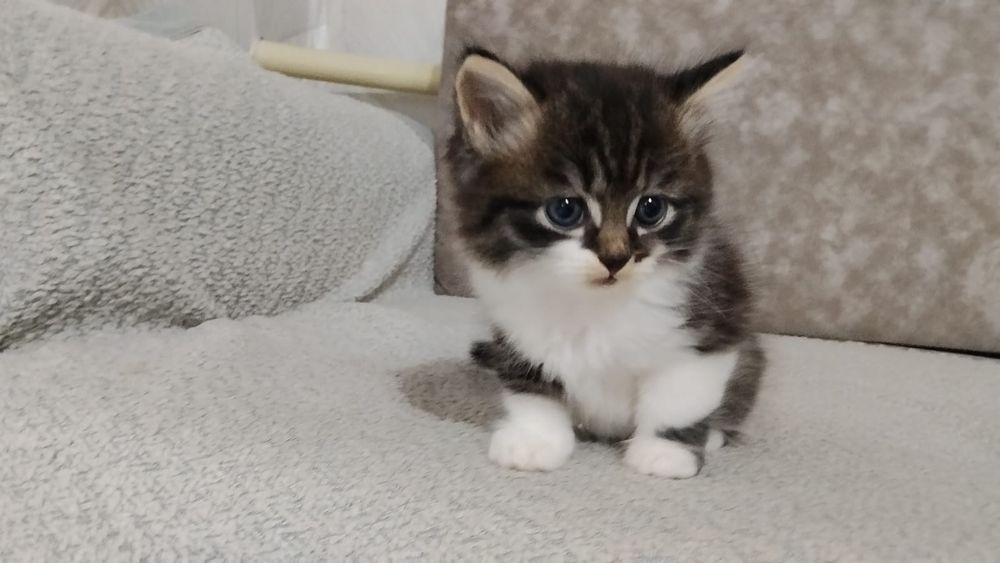 Отдам котят в добрые руки