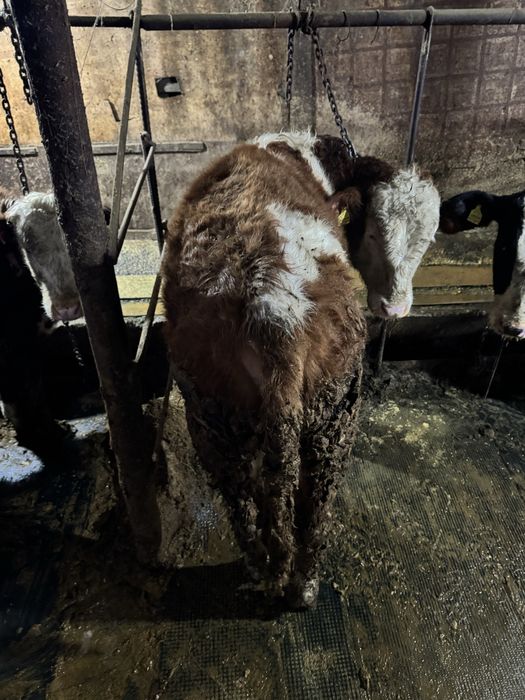 Быки Голштин симментал