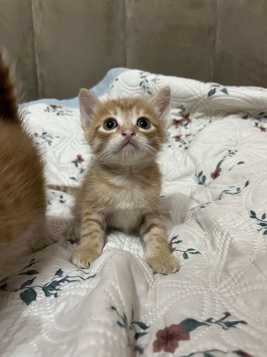 Отдам котят бесплатно