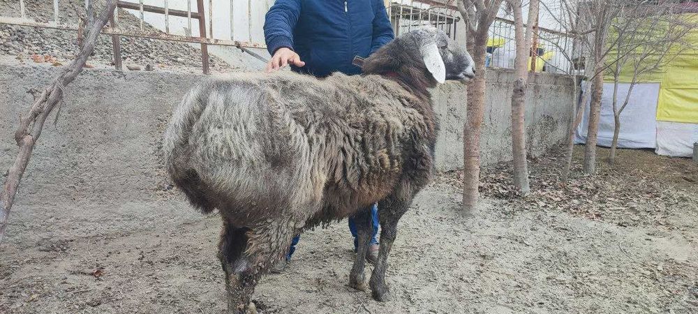 Arashan 3 yoshar qochqorlar 2 ta Bayar, Arab liniyasi