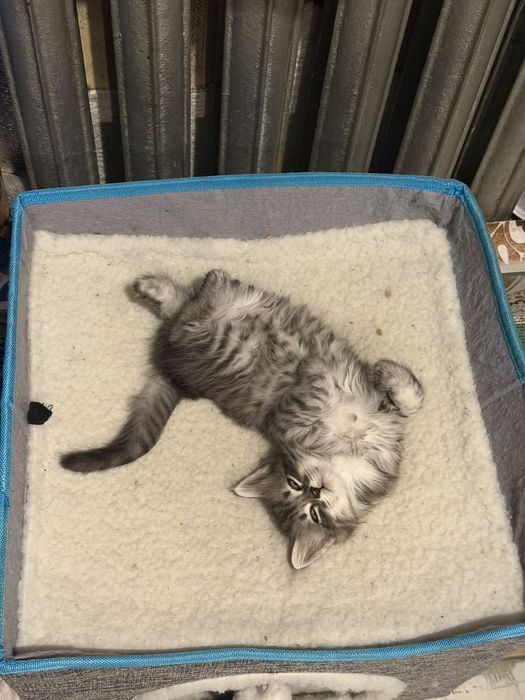 Отдам котят в добрые руки