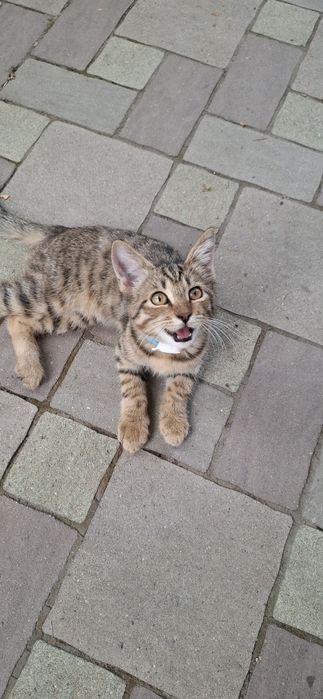 Котёнок мальчик подросток ищет себе дом!
