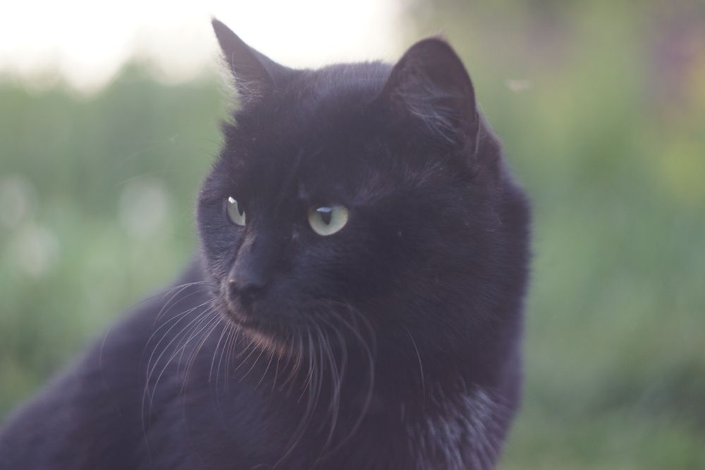 Статный крупный кот спинальник