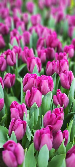 Тюльпаны  оптом.