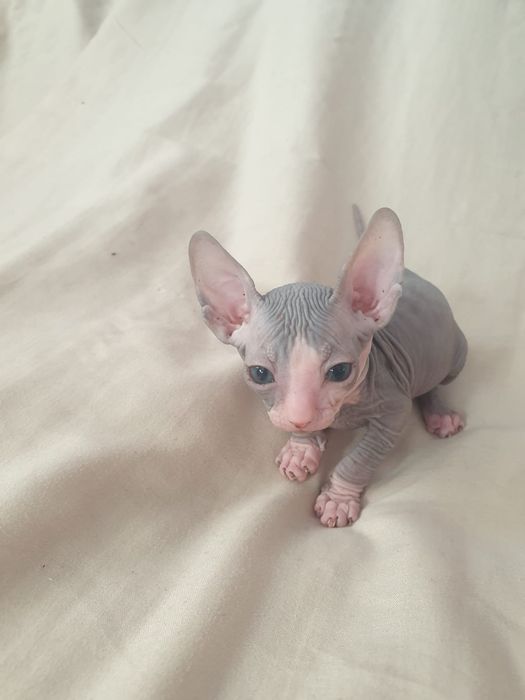 Сфинксы котята 1 месяц