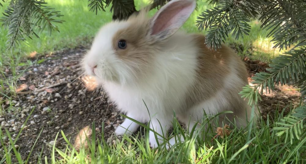 Donatie - Iepurica 2 ani si cateva luni