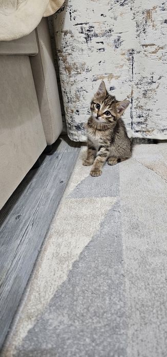 Котёнок     мальчик