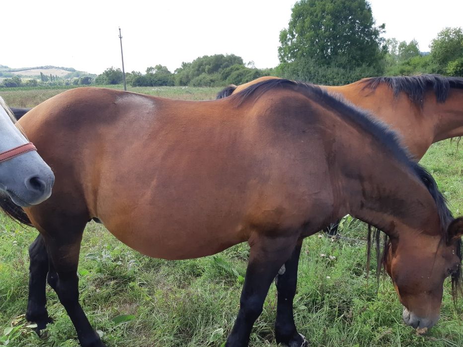 Vand iapa fara defecte