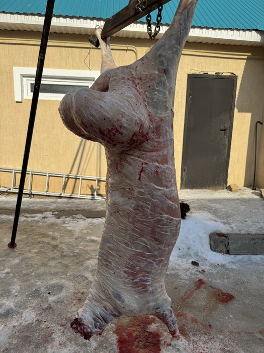 Баранина қой еті семіз тұсақ, қошқар