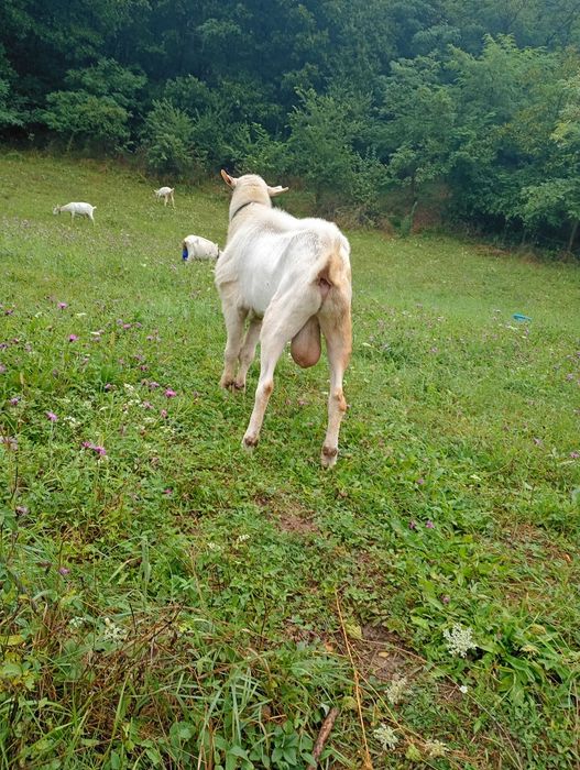 Vând țap rasa sanen din părinți cu pedigri