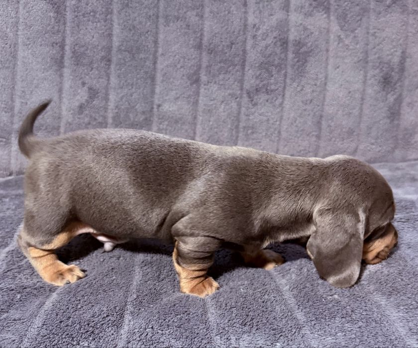 Teckel arlechin blue