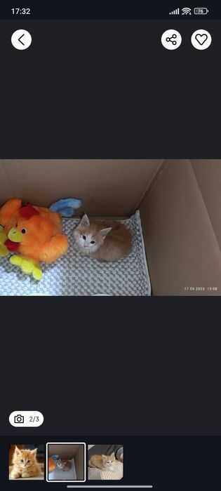 Котята рыжие 2 и 3 месяца