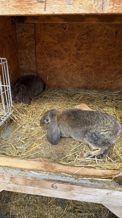 Iepuri Berbec German