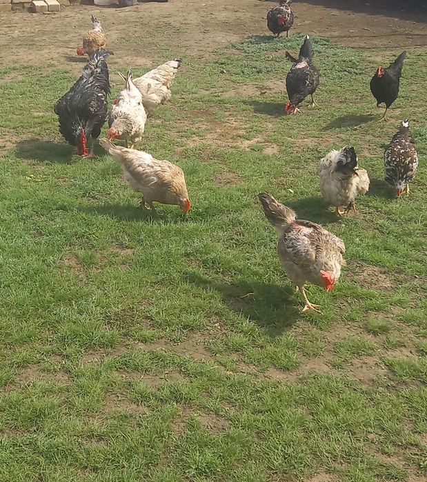 Продам домашних курей и цыплят