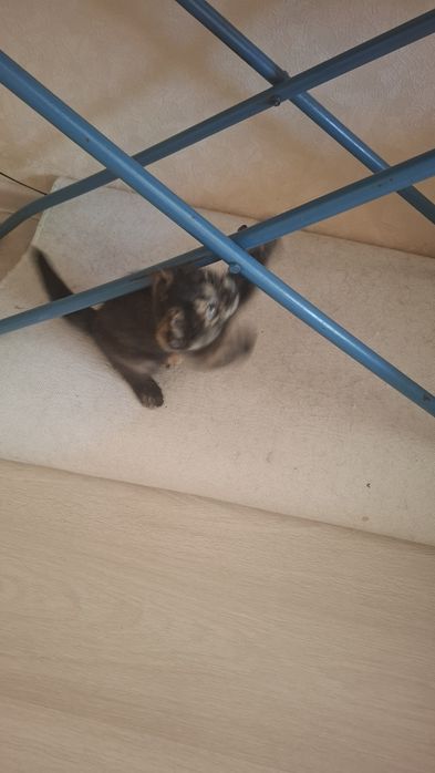 Отдам двухмесячных котят,  чёрного котёнка и кошечку