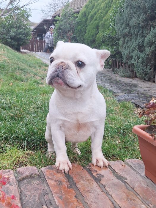 Bulldog francez femela