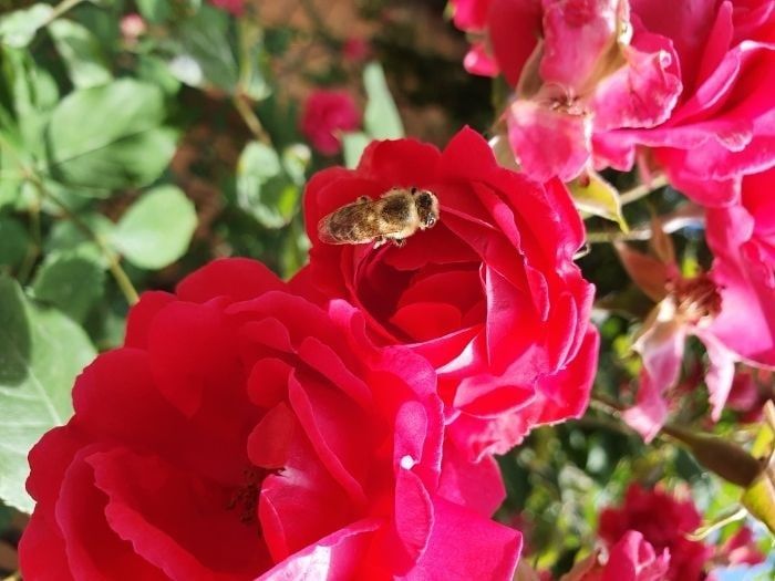 Роза плетистая, большой куст / Атиргул чирмашиб усадиган