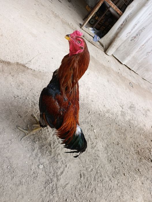 Tovuq va xoʻrozlar