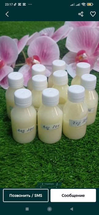 G'oz yogi Yog gozikki