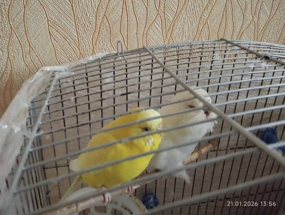 Волнистые попугаи сотилади.