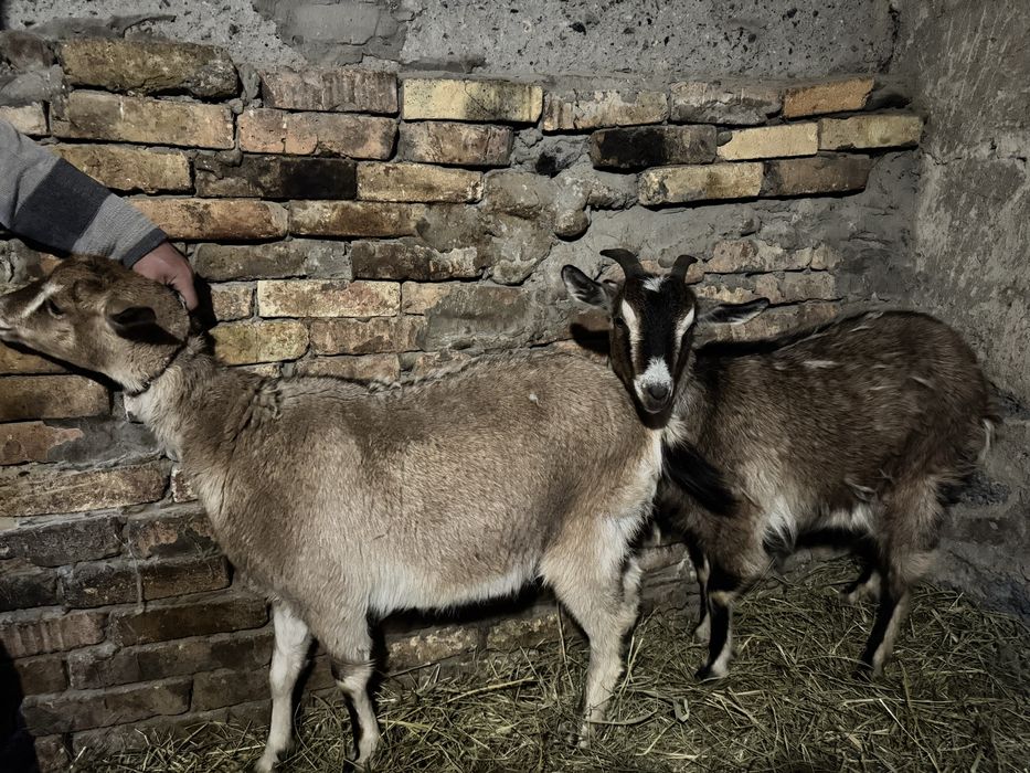 Продам коз  с Кендала