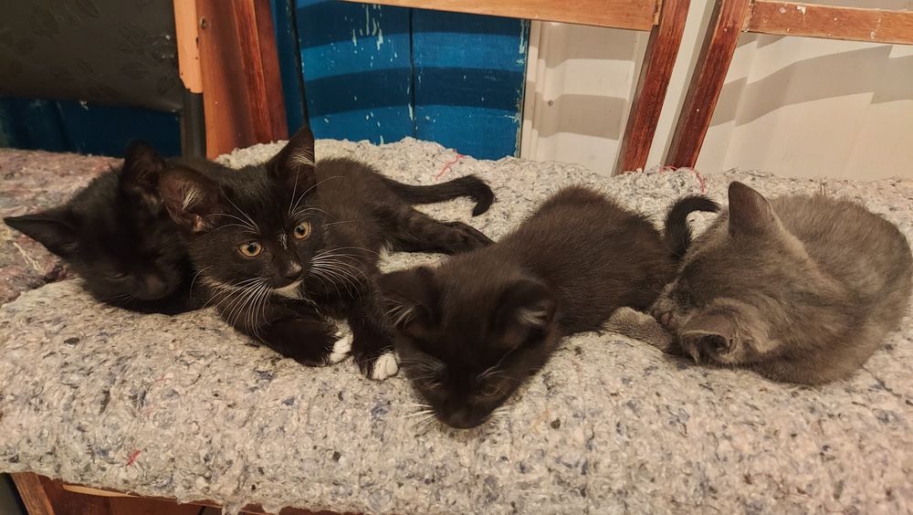 Котята в добрые руки
