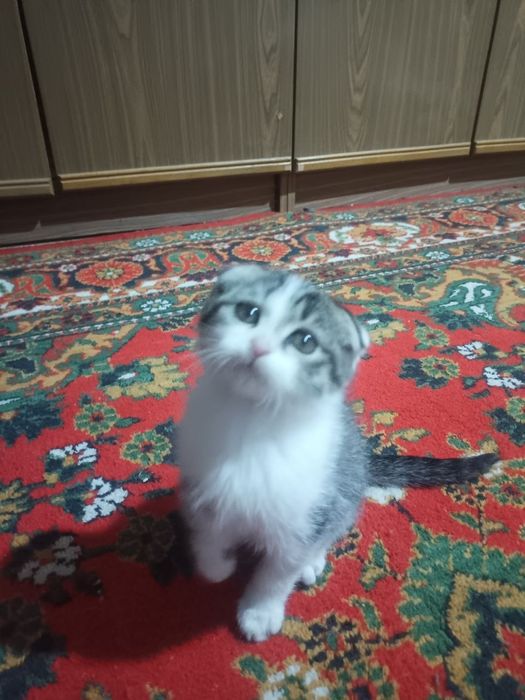 Mushukchalar sotiladi Scottish fold va mitis bolalari