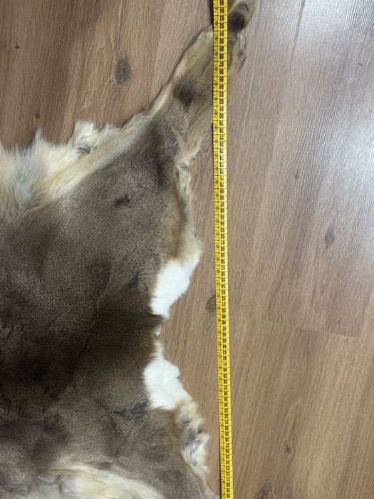 Trofeu Blana caprioara