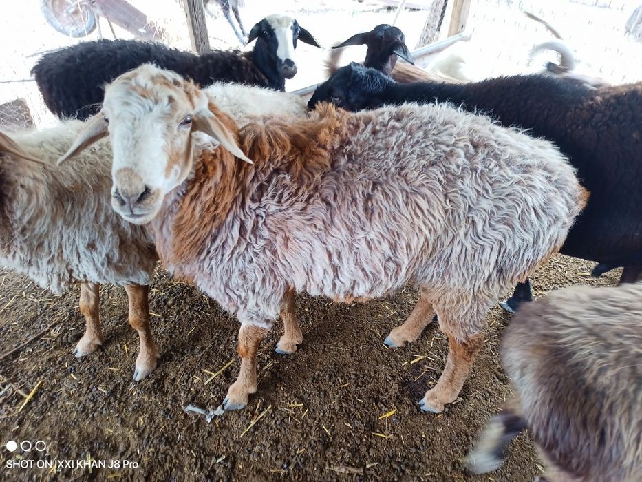 Продам срочно баранов.