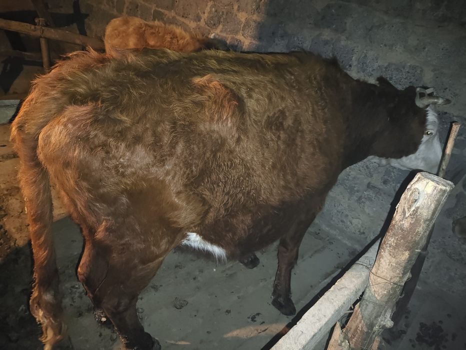 Продается корова