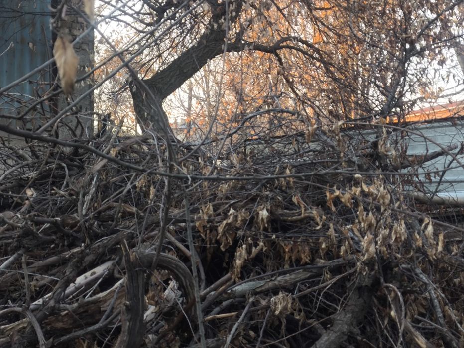 Отдам даром дрова самовывоз