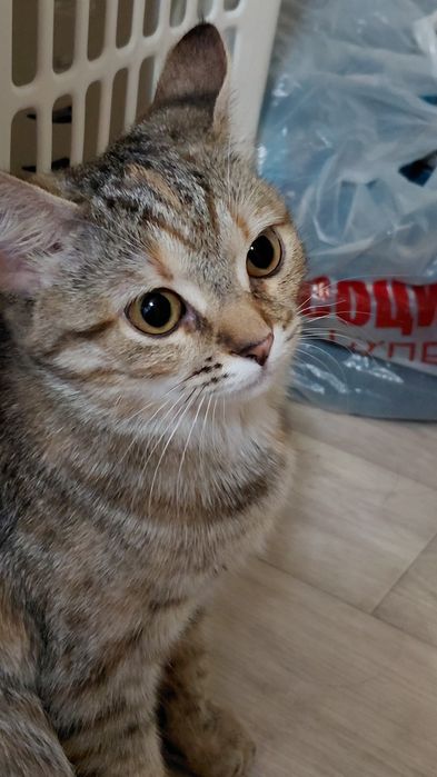 Отдам срочно кошку