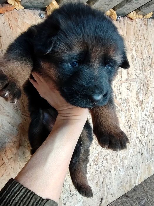 Щенки немецкой овчарки