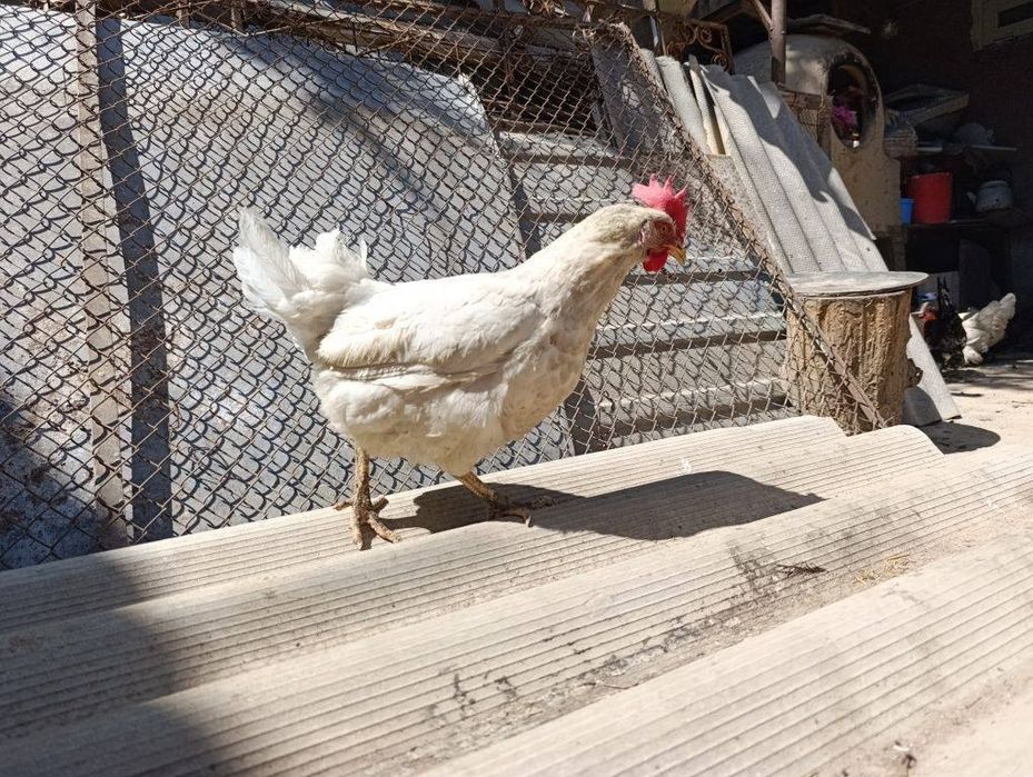 Домашние курицы несушки