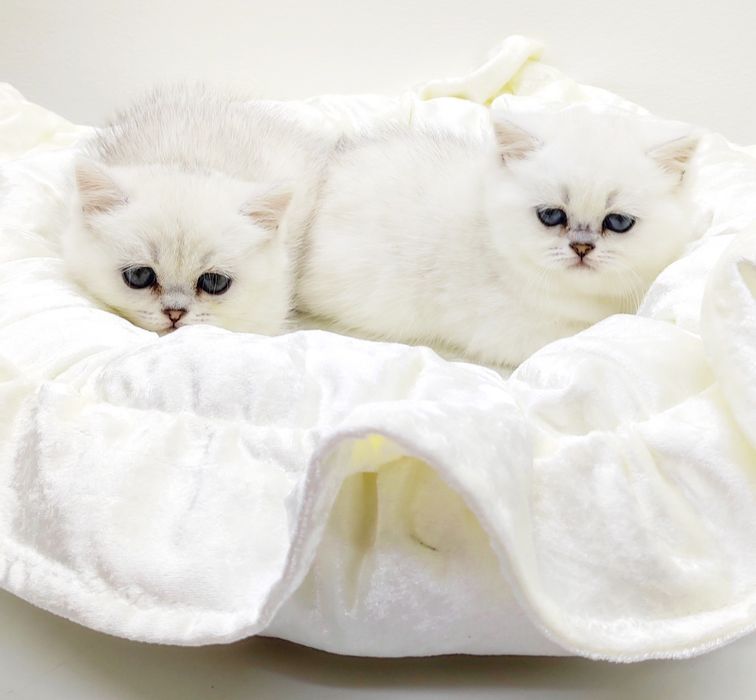 КоТиКи и кОшеЧки БриТанСкие