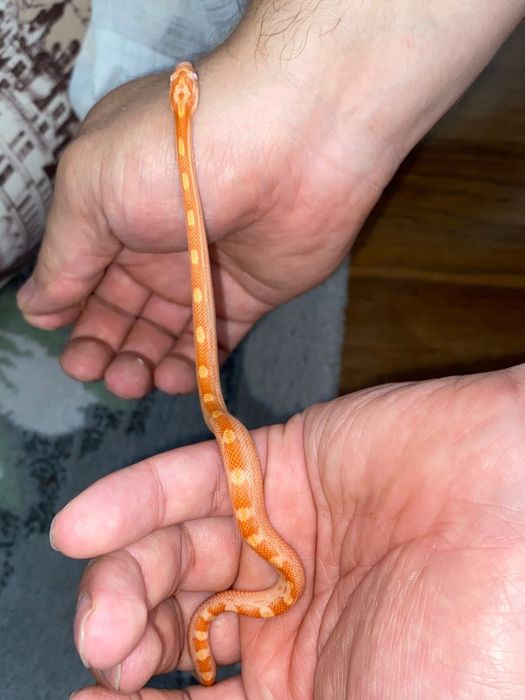 Маисовый полозы змея