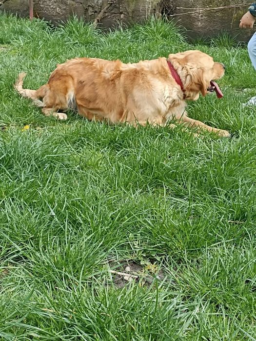 Baietel de golden cu pedigree